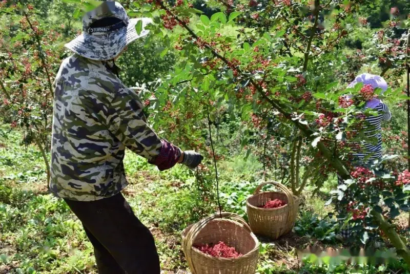 Harvesting peppers (1).webp